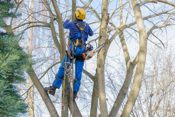 How Our Tree Care Process Works  in  St Helena, CA